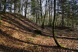 Un pan de talus en forêt.
