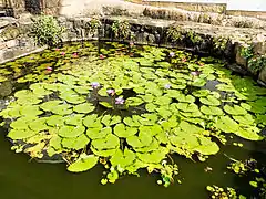 Développement d'un spécimen cultivé