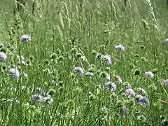 Vue générale en floraison.