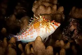 Cirrhitichthys falco sur les côtes des iles Fidji.