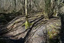 Le terril du puits de la Charmée.