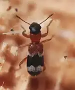 Thanasimus femoralis.