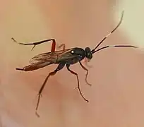 Exetastes adpressorius.