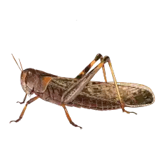 Dessin d'un insecte.