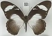 Papilio dardanus femelle