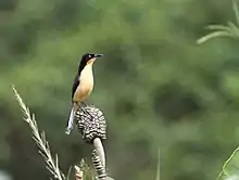 Troglodyte à miroir