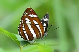 Vue du revers des ailes.