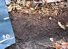 Humus en forêt de Fougères