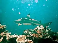 Un requin pointe noire adulte (Carcharhinus melanopterus), plus en profondeur.