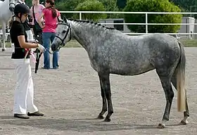 Image illustrative de l’article Poney de sport nord-américain