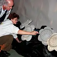 Arrosage des pensées.