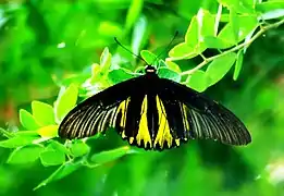 Troides aeacus aeacus