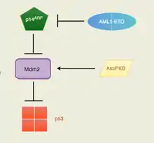 effet de RUNX1-RUNX1T1