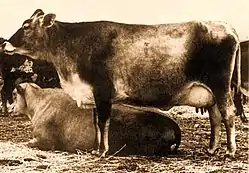 Image illustrative de l’article Zébu laitier australien