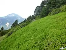 vue d'ensemble de Raisin d'Ours (Catalogne)