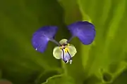 Commelina benghalensis (en)remarquez les 5 étamines2 grands pétales supérieurs1 pétale inférieur réduit