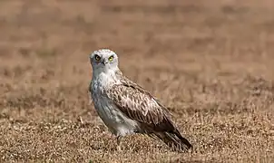 Circaète Jean-le-Blanc.