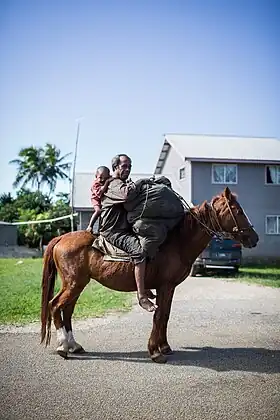 Cheval des Tonga monté avec un chargement de noix de coco, en 2013