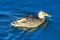 Un colvert, nageant et cancanant, passe le test.