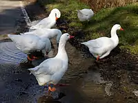 Troupeau d'oies d'Emden en Angleterre