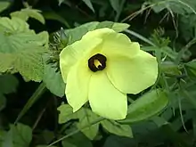 Ambrette (plante herbacée dont on tire des graines une huile essentielle à odeur musquée)