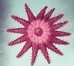 Hybride de laboratoire d’A. solaris et A. brevispinus.