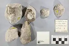 Écus cutanés assignés