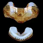 Deux plaques d’A. granulata : une plaque intermédiaire (32 mm) et la plaque de la queue (21 mm).