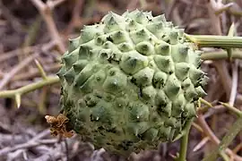 Jeune fruit couvert de mamelons coniques.