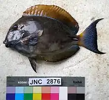 Acanthurus dussumieri.