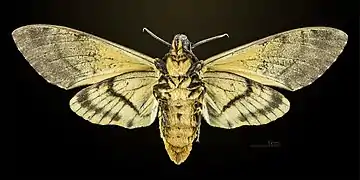 △ Revers de la femelle MHNT