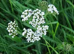 Achillée millefeuille