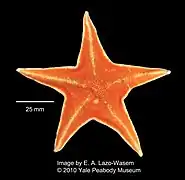 Acodontaster hodgsoni