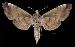 △ revers de la femelle