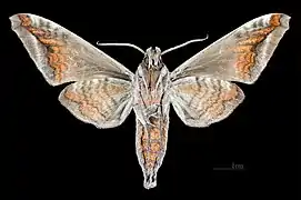 △ Revers du mâle MHNT