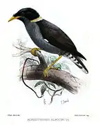 Acridotheres albocinctus