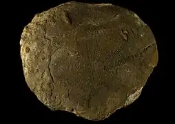 Acrolusia gauthieri, un Acrolusiidae