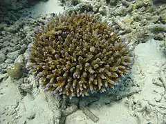 Acropora latistella