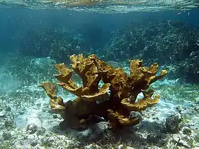 Acropora palmata, un corail en « cornes d'élan ».