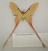 Actias dubernardi