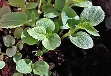 Plantules de kiwis en gros plan, leurs premières vraies feuilles apparaissent