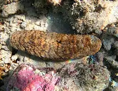 Actinopyga echinites.