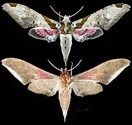 Adhemarius eurysthenes