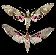 Adhemarius gagarini - MHNT