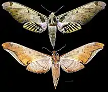 Adhemarius sexoculata