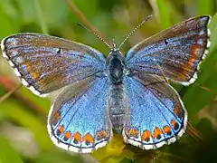 Femelle de la forme ceronus.