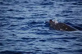 Mâle aux défense proéminentes