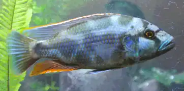 Le lac Malawi en Afrique de l'Ouest abrite de nombreuses espèces de Cichlidés, dont Nimbochromis livingstonii.