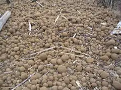 Amas d'égagropiles en Sicile.