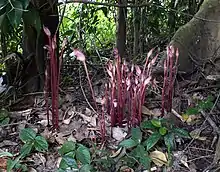 Herbe Aeginetia indica (plante herbacée)